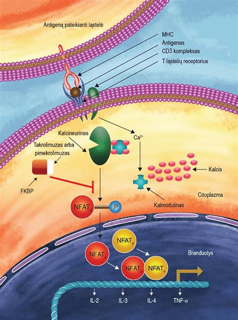 Ibuprofeno veikimo mechanizmas