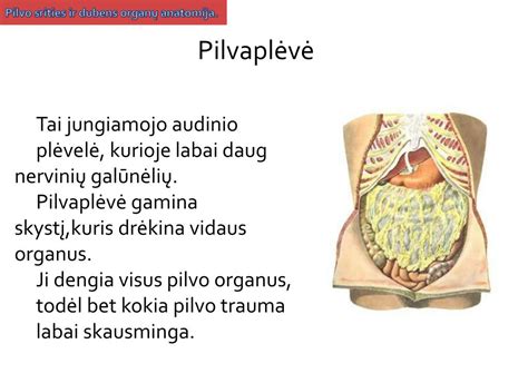 Vaiko pilvo anatomija