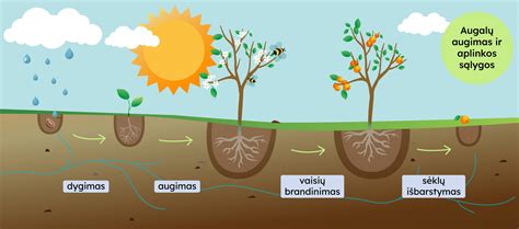 Scheminis vaizdas, rodantis, kaip skirtingi aplinkos veiksniai (vanduo, maistinės medžiagos, temperatūra) veikia alyvmedžio žydėjimą ir vaisių užuomazgų susidarymą