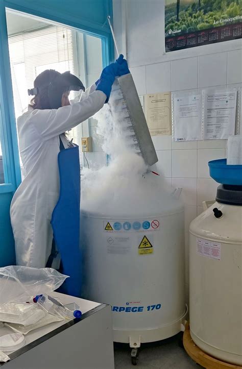 Spermatozoidų užšaldymas skystame azote