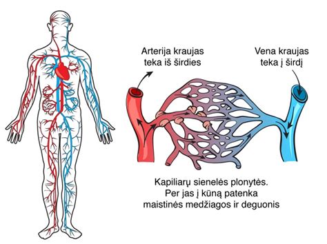 Limfinės sistemos schema