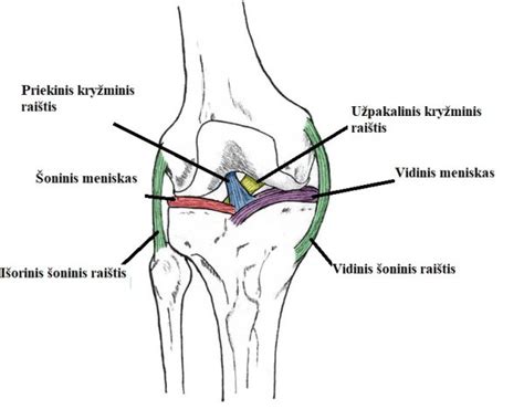 Žmogaus kelio sąnario anatomija