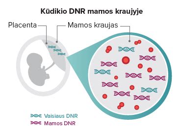 schematinis vaisiaus DNR tyrimas