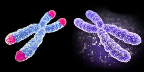 Vaizdinis paaiškinimas apie 21 chromosomos trisomiją