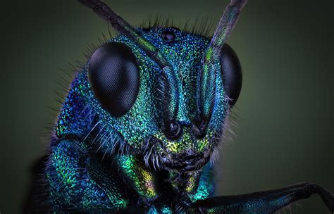 Vabzdys įstrigęs gintare