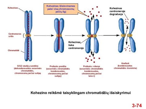 Chromosomų poros schematinis vaizdas su papildoma 21 chromosoma