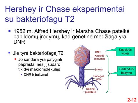 ŽIV viruso struktūra ir jo poveikis imuninei sistemai