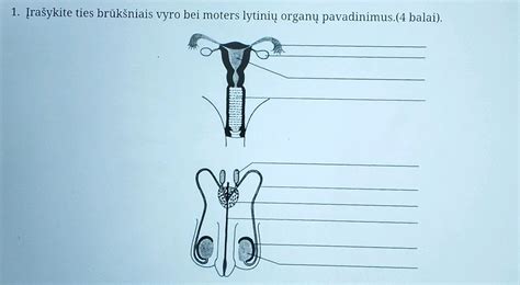 vyro reprodukcinė sistema schema