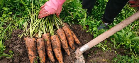 Procesas, kaip smulkiai tarkuoti morkas keksiukams