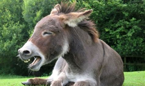 Asilas jauniklis žaidžia pievoje