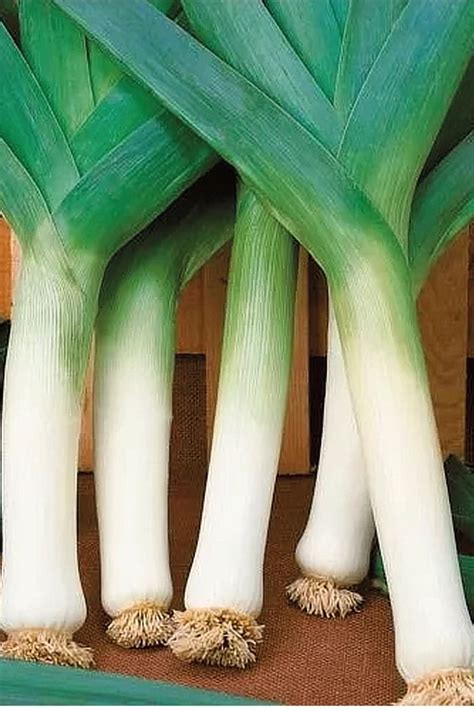 Akušerė, rodanti kvėpavimo techniką besilaukiančiai porai