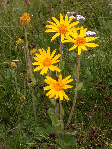 Arnica montana augalas