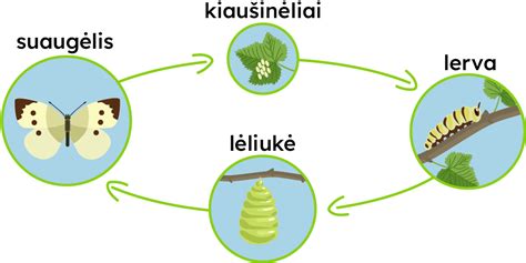 Naujagimio plaučių vystymosi schema