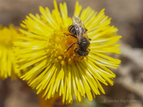 Simbolinė iliustracija apie įvairovę ir lygybę