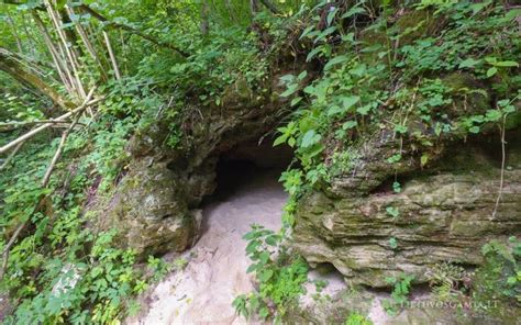 Vabalo kasamas urvas cemente