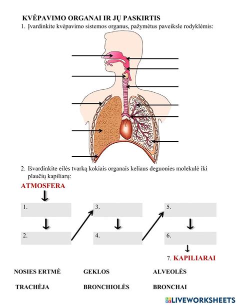 Paveikslėlis: Žmogaus kvėpavimo takų schema