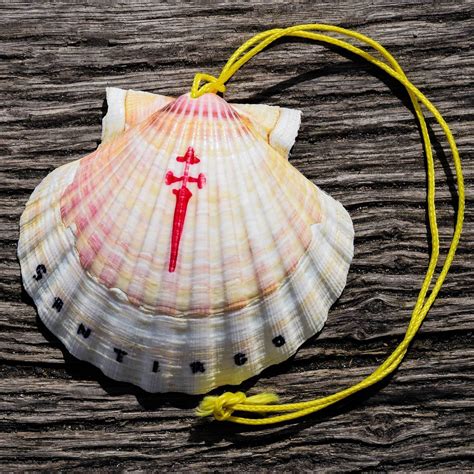 Šv. Jokūbo kriauklė ir geltona rodyklė