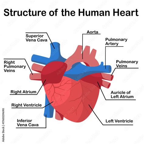 Schema of a human heart with labeled chambers and valves