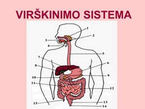 virškinimo sistemos schema