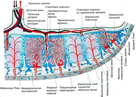 Ілюстрація чотирисудинної пуповини