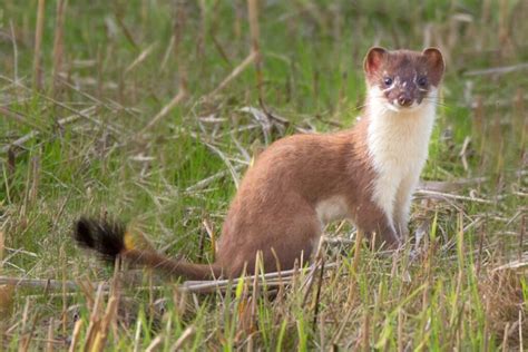 Šermuonėlis tarp lapų
