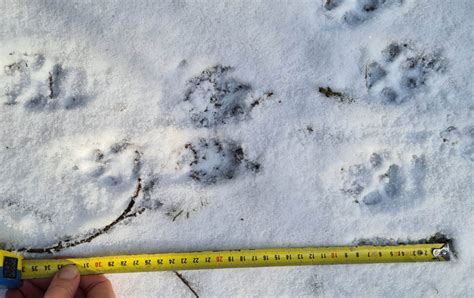 Šermuonėlio pėdos sniege