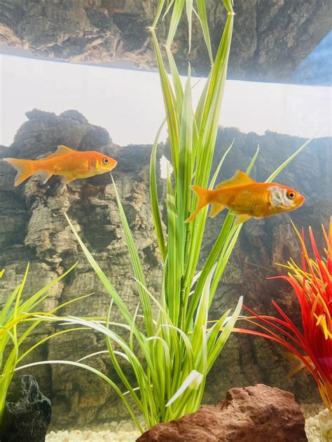 Smulkių akvariumo žuvų grupė