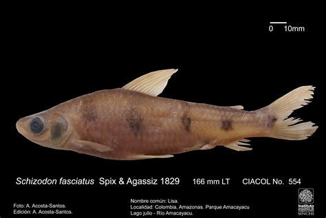 Schizodon fasciatus žuvis