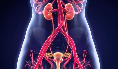 Nėščios moters anatomija