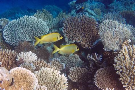 Vizualizacija, kaip koralų rifas palaipsniui atkuriamas