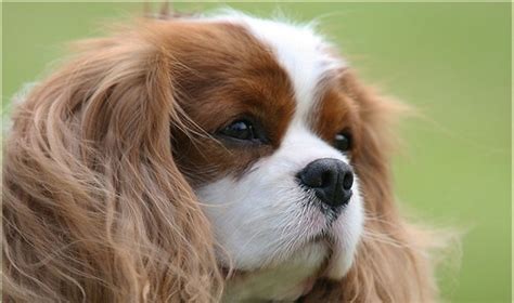 šuo kirpamas žirklėmis