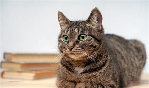 katė profesionaliai šukuojama