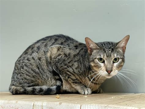 Lithuanian cat breed