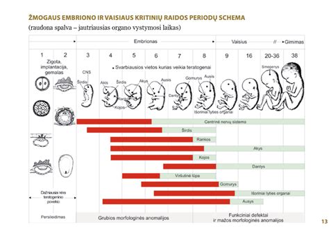 Ankstyvojo nėštumo stadijos embriono schema