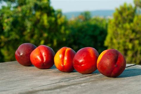 Devintos savaitės vaisius: atpažįstami bruožai