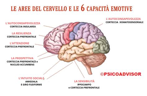 Diagramma che illustra le aree del cervello coinvolte nei disturbi psichiatrici