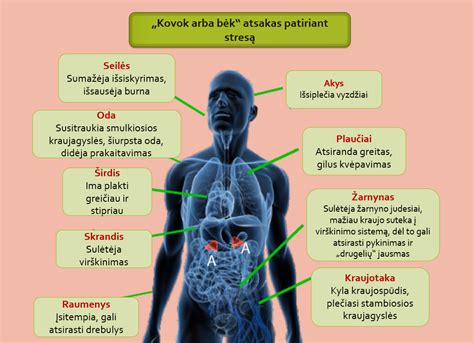 schematinis žmogaus kūno paveikslėlis su pažymėtais organais