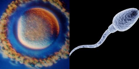Donorinis kiaušinėlis ir spermatozoidas mikroskope