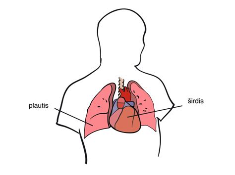 Širdies plakimo schematinis vaizdavimas
