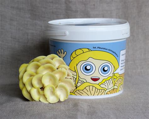 grybų auginimo rinkinys