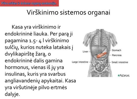 Anatomijos schema su pabrėžiamais pilvo organais