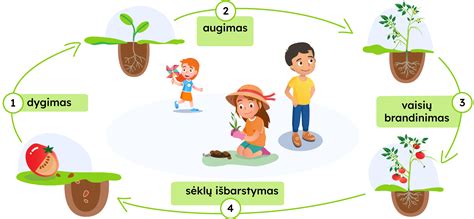 Endometriumo augimo ciklas