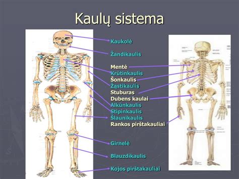 Žmogaus kaulų ir dantų struktūra