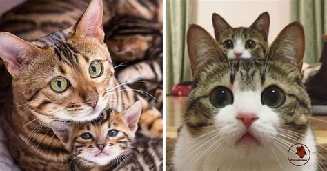 Nėščia katė su kačiukais