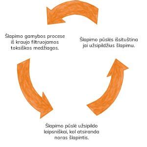 Diagrama, vaizduojanti šlapimo sistemos anatomiją
