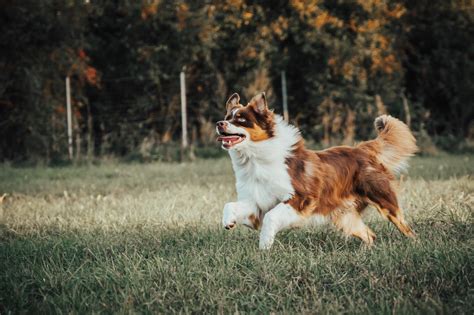 šuo su daugkartine sauskelne
