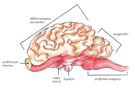 Vaisiaus smegenų ir nugaros smegenų vystymosi schema