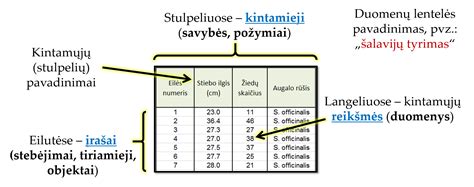 Ultragarsinio tyrimo duomenų lentelė