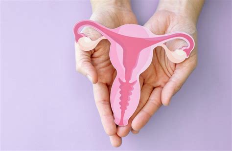 Moters reprodukcinė sistema su pažymėtais kiaušintakiais