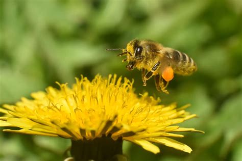 citrusinių vaisių ir medaus sudėtis